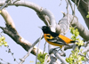 Baltimore Oriole male